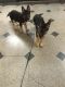 German Shepherd Puppies for sale in 2630 Ocean Ave, Brooklyn, NY 11229, USA. price: $500