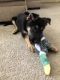 German Shepherd Puppies for sale in Long Branch, NJ 07740, USA. price: NA