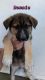German Shepherd Puppies for sale in Hillsboro, KS 67063, USA. price: NA