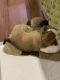 German Shepherd Puppies for sale in Rosemead, CA 91770, USA. price: $300