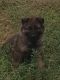 German Shepherd Puppies for sale in Cotopaxi, CO 81223, USA. price: NA
