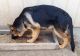 German Shepherd Puppies for sale in Morrisville, MO 65710, USA. price: NA