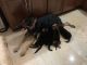 German Shepherd Puppies for sale in Plantation, FL, USA. price: NA