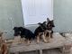 German Shepherd Puppies for sale in Arden-Arcade, CA, USA. price: $265