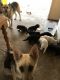 German Shepherd Puppies for sale in Palmdale, CA, USA. price: $400