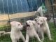 German Shepherd Puppies for sale in Summerville, SC 29486, USA. price: $300