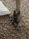 German Shepherd Puppies for sale in Cotopaxi, CO 81223, USA. price: $850