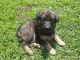 German Shepherd Puppies for sale in Hibbing, MN, USA. price: $500
