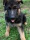 German Shepherd Puppies for sale in Cheshire, CT 06410, USA. price: NA