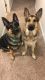 German Shepherd Puppies for sale in Great Falls, MT, USA. price: NA