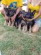 German Shepherd Puppies for sale in Ogden, UT, USA. price: NA
