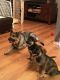 German Shepherd Puppies for sale in Sparks, NV, USA. price: NA