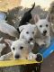 German Shepherd Puppies for sale in Ontario, CA 91764, USA. price: $350