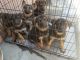 German Shepherd Puppies for sale in Vallejo, CA, USA. price: $400