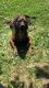 German Shepherd Puppies for sale in Massillon, OH, USA. price: NA