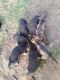 German Shepherd Puppies for sale in Michigan City, IN, USA. price: NA