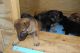 German Shepherd Puppies for sale in Beulaville, NC 28518, USA. price: NA
