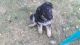German Shepherd Puppies for sale in Shepherdsville, KY 40165, USA. price: $900