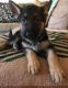German Shepherd Puppies for sale in Lansing, MI, USA. price: $500