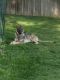 German Shepherd Puppies for sale in Cheyenne, WY, USA. price: $200