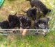 German Shepherd Puppies for sale in Wittmann, AZ 85361, USA. price: NA