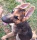 German Shepherd Puppies for sale in Hollister, NC 27844, USA. price: $900