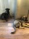 German Shepherd Puppies for sale in Akron, OH, USA. price: $300