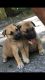 German Shepherd Puppies for sale in Grand Rapids, MI, USA. price: $300