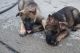 German Shepherd Puppies for sale in Allen Park, MI 48101, USA. price: $1,500