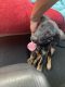 German Shepherd Puppies for sale in Orangeburg, SC, USA. price: $350