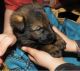 German Shepherd Puppies for sale in Park Falls, WI, USA. price: NA