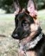 German Shepherd Puppies for sale in 3701 Brigadoon Cir, Clearwater, FL 33759, USA. price: NA