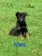 German Shepherd Puppies for sale in Hartville, MO 65667, USA. price: $350