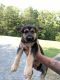 German Shepherd Puppies for sale in Tobaccoville, NC 27050, USA. price: NA