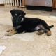 German Shepherd Puppies for sale in 3221 Brass Buttons Trail, Austin, TX 78734, USA. price: NA