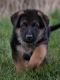 German Shepherd Puppies for sale in Commerce City, CO, USA. price: $800