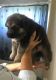German Shepherd Puppies for sale in Lehigh Acres, FL, USA. price: $1,000