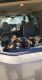 German Shepherd Puppies for sale in Littlerock, CA 93543, USA. price: NA