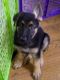 German Shepherd Puppies for sale in Buffalo, NY, USA. price: $850