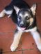 German Shepherd Puppies for sale in Tracy, CA, USA. price: NA