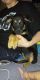 German Shepherd Puppies for sale in Flint, MI, USA. price: $200