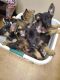 German Shepherd Puppies for sale in Fort Walton Beach, FL 32547, USA. price: $600
