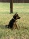 German Shepherd Puppies for sale in McKinney, TX, USA. price: NA