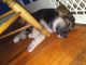 German Shepherd Puppies for sale in 1438 E Calvert St, South Bend, IN 46613, USA. price: NA