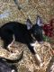 German Shepherd Puppies for sale in Osgood, IN 47037, USA. price: NA