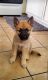 German Shepherd Puppies for sale in Pittsburg, CA, USA. price: NA