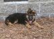 German Shepherd Puppies for sale in Jericho, SC 29426, USA. price: NA