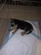 German Shepherd Puppies for sale in Antioch, CA 94509, USA. price: $600