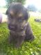 German Shepherd Puppies for sale in Hinckley, MN 55037, USA. price: NA