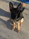 German Shepherd Puppies for sale in 5050 S Canal St, Taylorsville, UT 84123, USA. price: NA